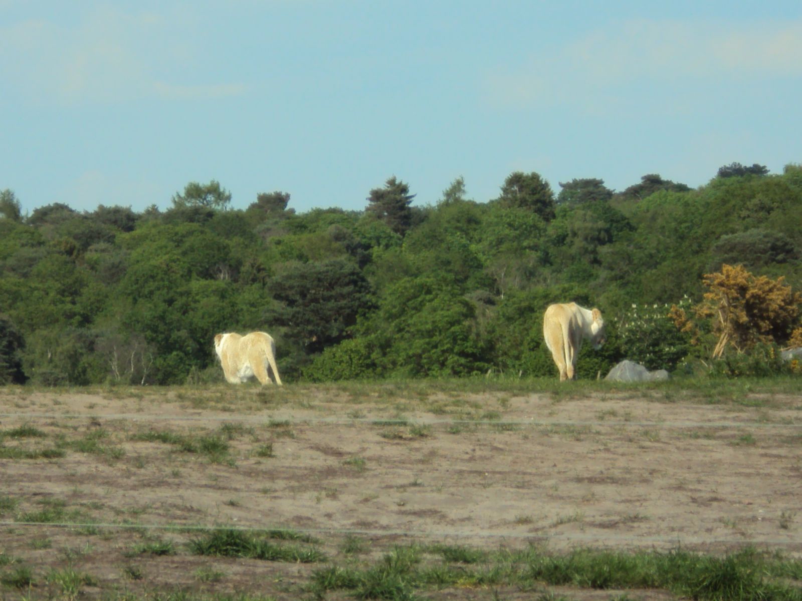 West Midland Safari Park